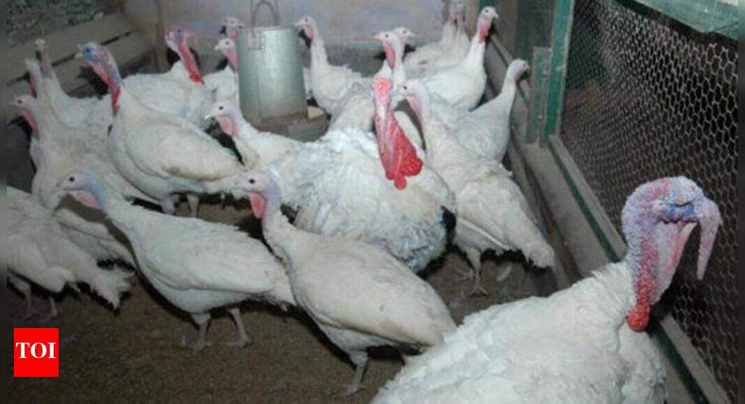 Tamil Nadu moves to check spread of bird flu Chennai News Times of India