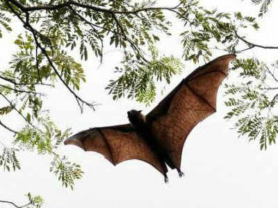 100,000 bats take over town in Australia