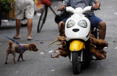 China's Yulin dog meat festival to be back despite outrage