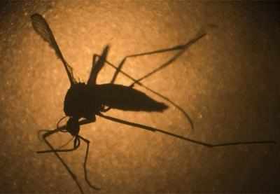 Japanese scientists develop new tool to predict spread of Zika virus