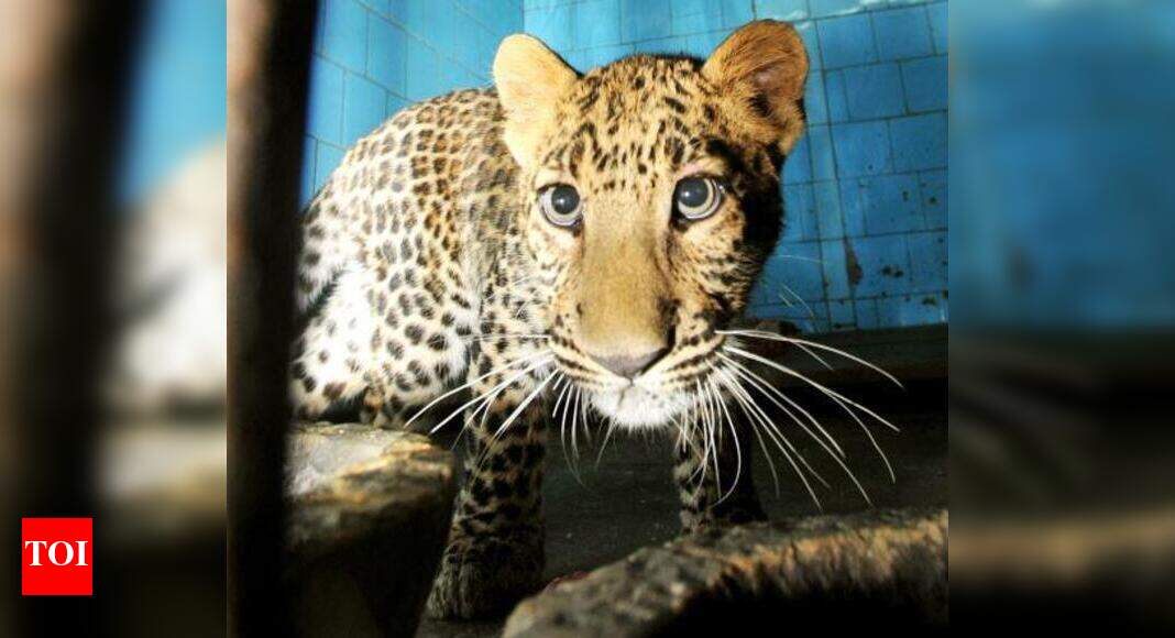 Kanpur zoo discovers new technique to document leopard blood values ...