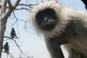 Gautala&nbsp;Autramghat&nbsp;Wildlife Sanctuary