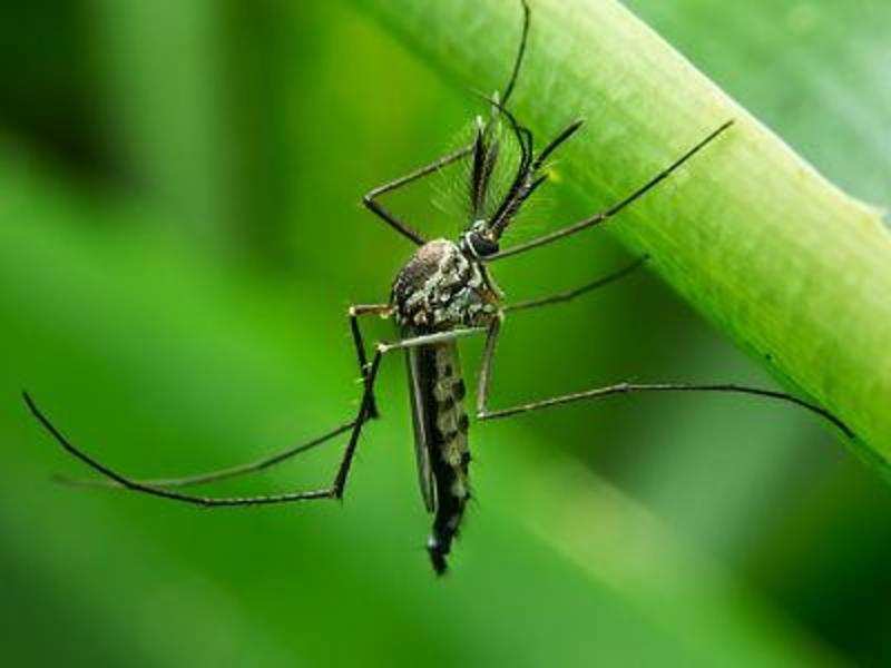 Dengue 2016: Here’s all you need to know