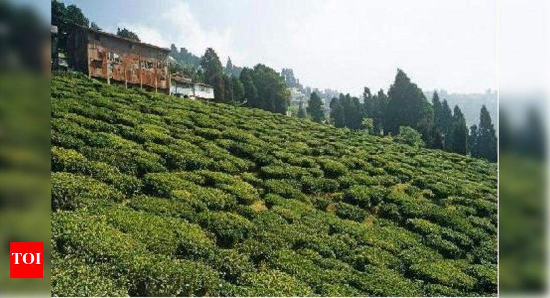 Singlijan tea garden first to 'open defecationfree' Guwahati