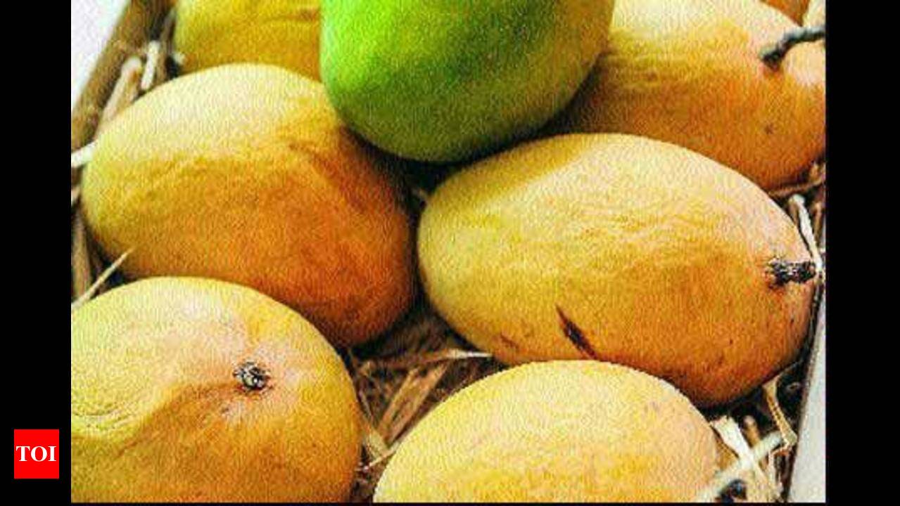 Mango orchards, a natural laboratories for mango varieties | Lucknow News -  Times of India