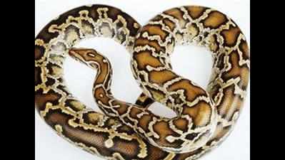 Python spotted in SBI at Mall Road in Kanpur, creates panic