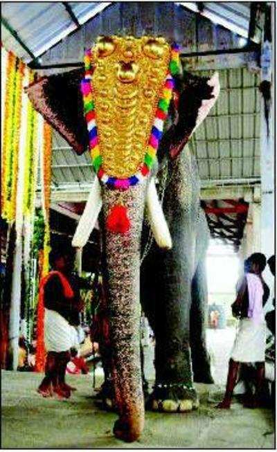 High court bans use of elephants at Kerala's Sabarimala temple | Kochi News  - Times of India