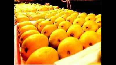 Mysureans throng organic mango mela