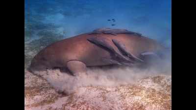 Wildlife Institute of India to conserve marine herbivore dugongs
