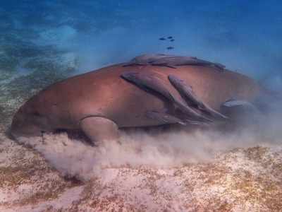 Wildlife Institute of India to conserve marine herbivore dugongs