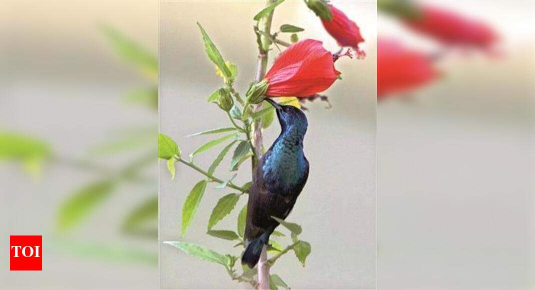Human ruckus denying birds to co-exist in Indore | Indore News - Times ...
