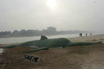 Gangetic river dolphin to be city animal of Guwahati