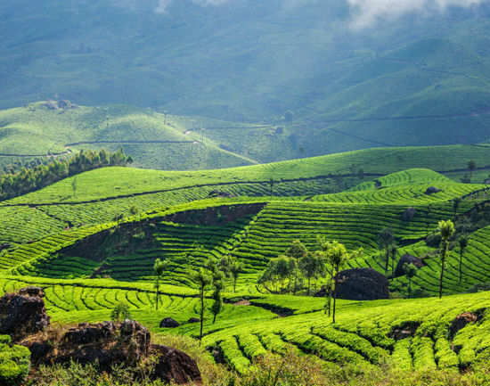 How To Reach Munnar By Road, Train And Air 