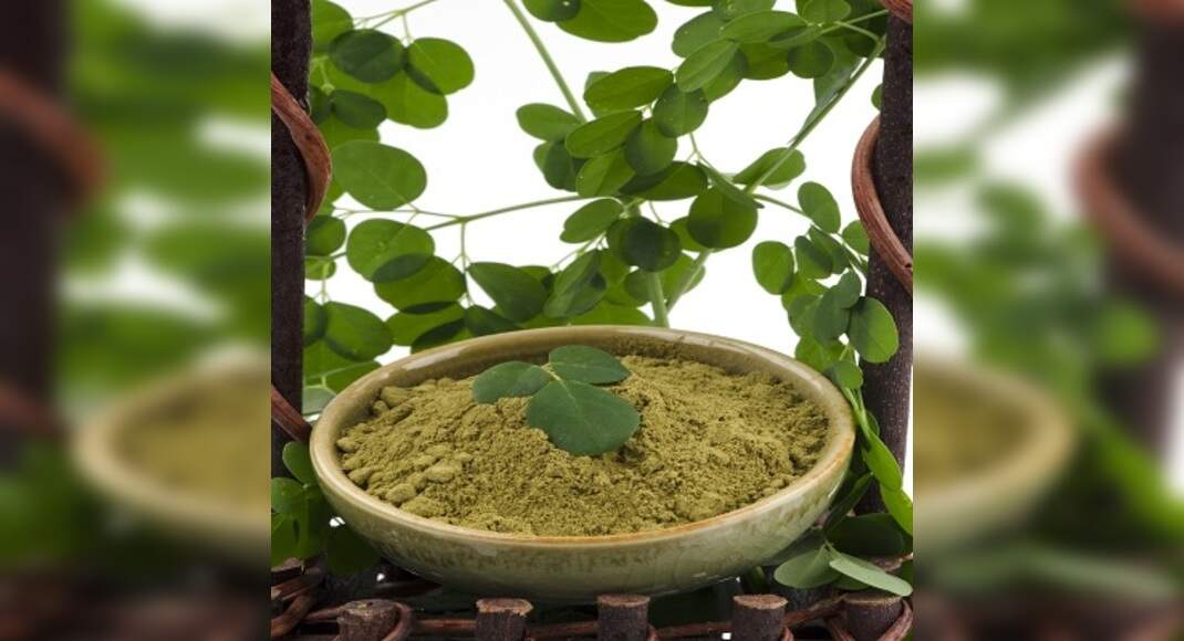 Drumstick Leaf Powder Recipe How to Make Drumstick Leaf Powder Recipe