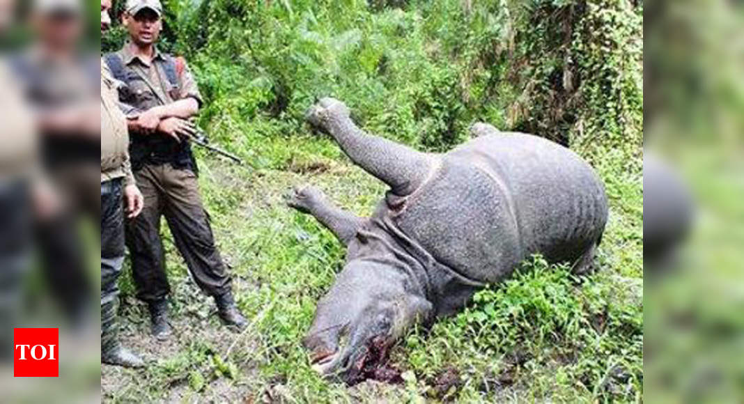 Rhino 'killed' in Kaziranga during forest minister's tour | Guwahati ...