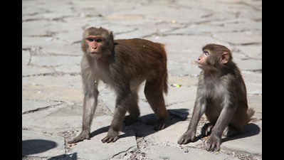 Monkeys declared vermin in Himachal Pradesh to allow culling