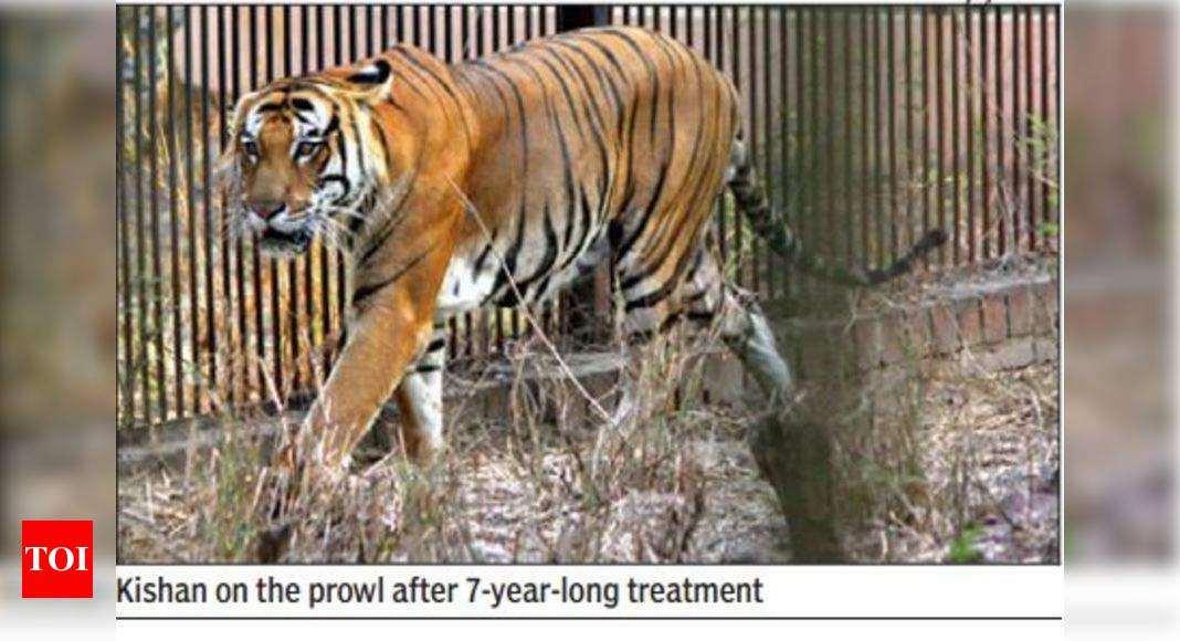 tiger gone home from