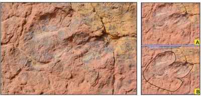 150-million-year-old dinosaur footprints found in Jaisalmer