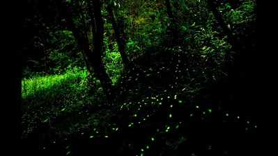 Nashikites explore firefly camps near Bhandardara