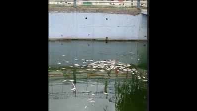 Fish found dead at Goregaon in Mumbai