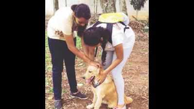 Social networks doing wonders for Bengaluru’s lonely pets