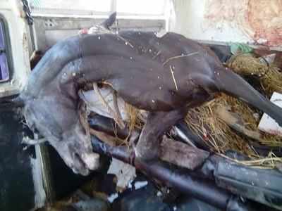 Six racehorses killed as vehicle transporting them topples in Tamil Nadu