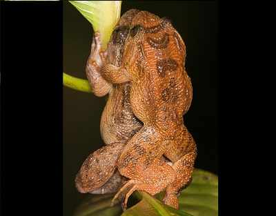 Froggy style: The interesting story of Bombay night frog mating and its discovery