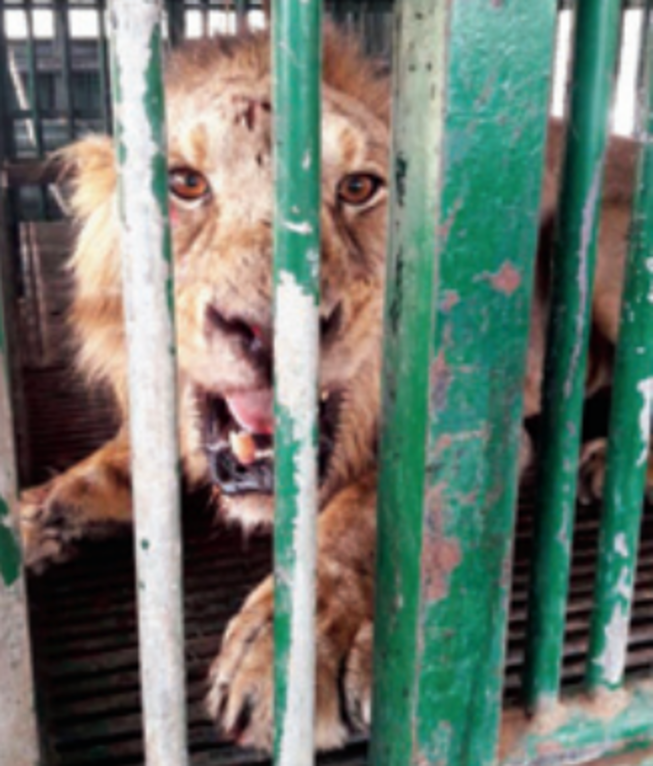 Three of 17 caged lions are 'man eaters' | Ahmedabad News - Times of India