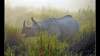 Kaziranga Park loses second rhino in a week