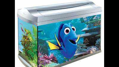 Finding Nemo on a Real Fish Tank Stock Image - Image of fish