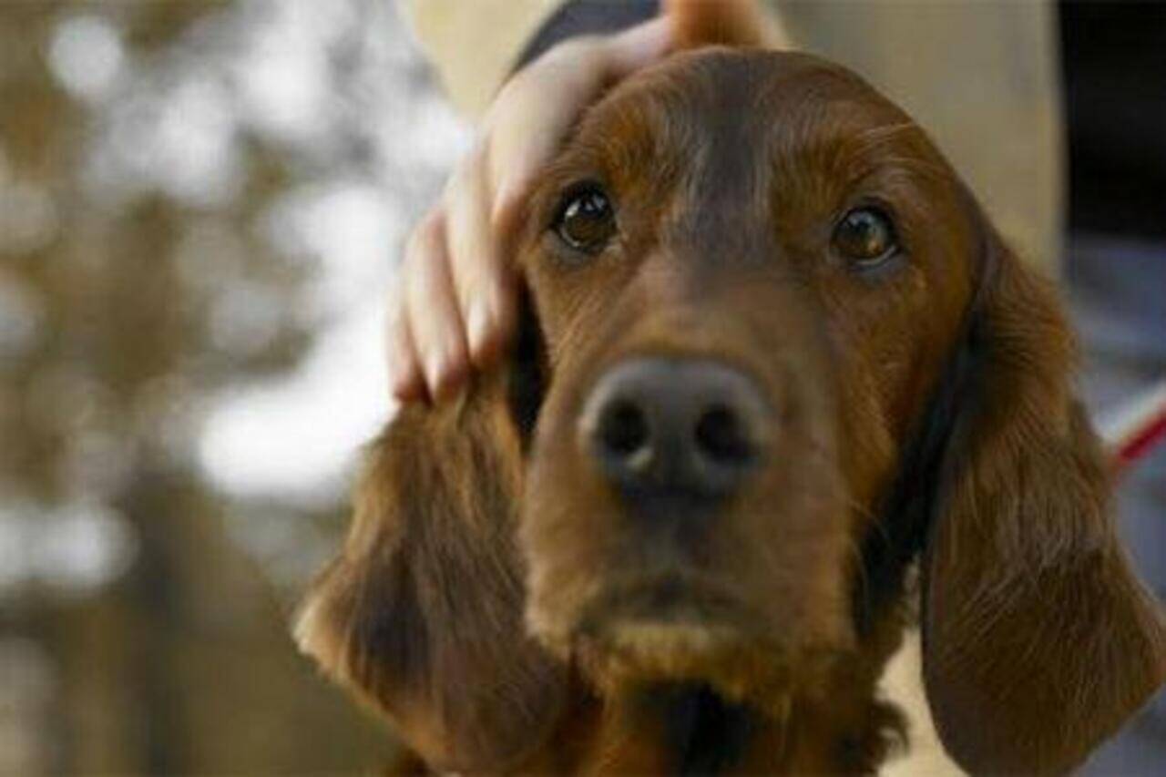Animal adoption scheme finds no takers in Thrissur | Kozhikode News - Times of India Animal adoption scheme finds no takers in Thrissur | Kozhikode News - Times of India