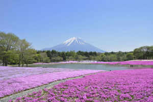 Moss pink blossoms at Hitsujiyama Park