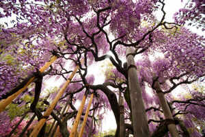 Ashikaga Flower Park, Japan
