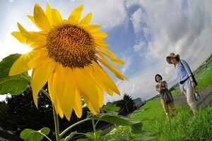Sunflower Festival in Zama, Japan