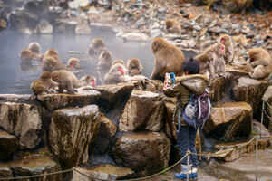 Do you know about the obedient monkeys of the Monkey Park of Japan?