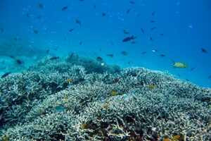 Dive with fishes and watch humpbacks in this crown jewel of Japan's Kerama Islands