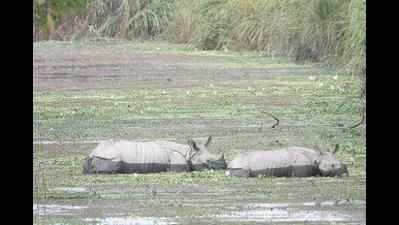'Sonowal govt unable to curb poaching'
