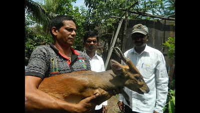 Young sambar rescued from village in Uran