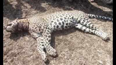 Leopard trapped in snare in Gudalur found dead