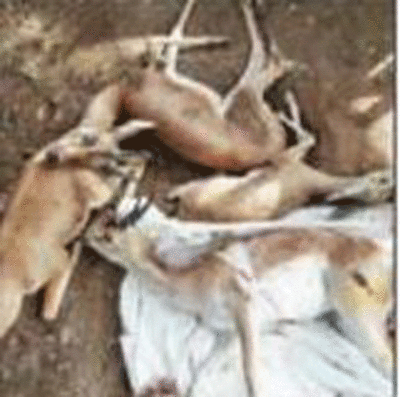 Bishnois cry laxity, neglect as 4 injured deer die in Jodhpur