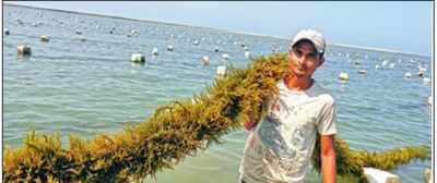 IFFCO to market seaweed extract made by CSMCRI