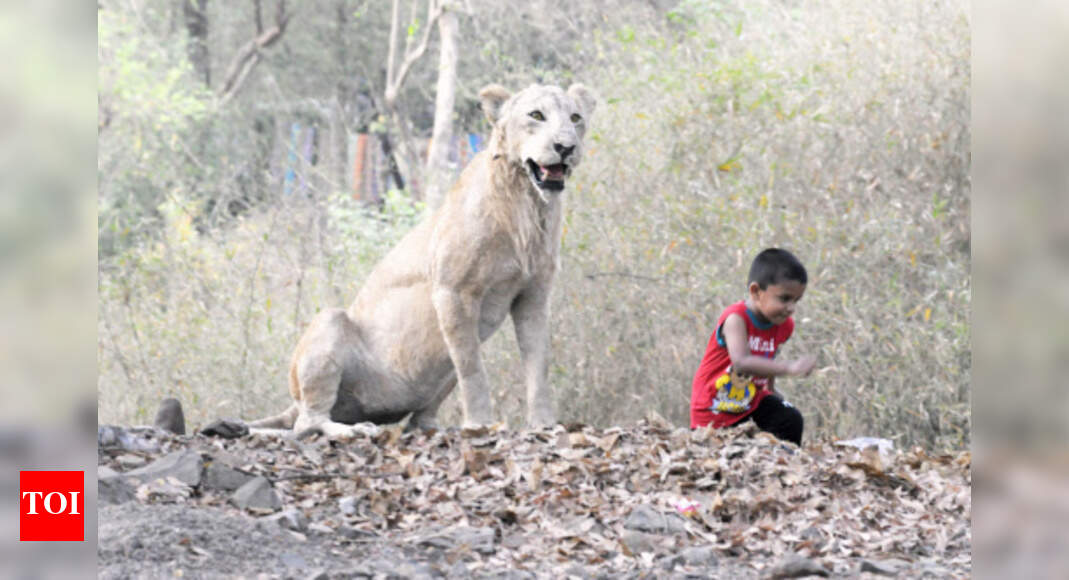 Draft Policy Proposes Measures To Tackle Human Animal Conflict Times Of India