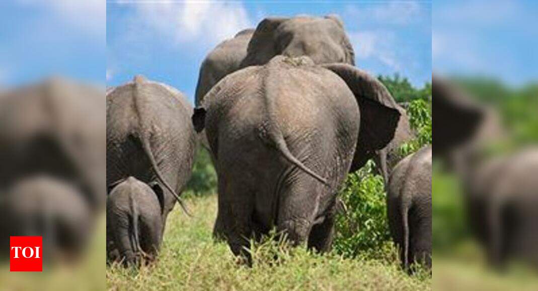 Elephant smuggling racket busted in Assam | Guwahati News - Times of India