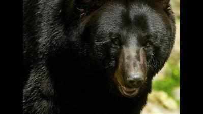 Killer sloth bear dies at city zoo