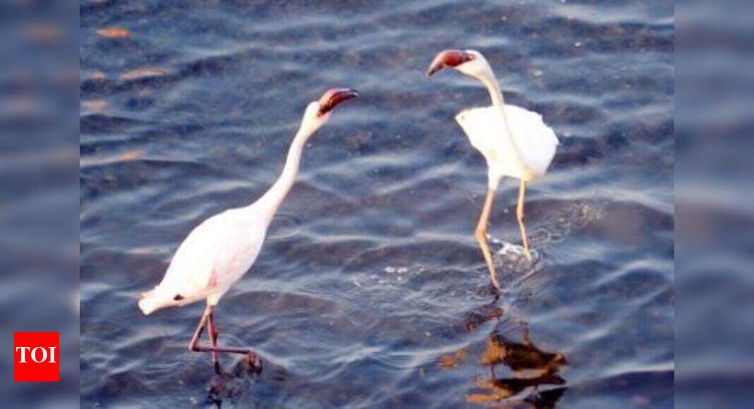 State urged to demarcate flamingo protection zone | Navi Mumbai News
