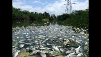 Toxic water kills thousand of fish in Kshipra