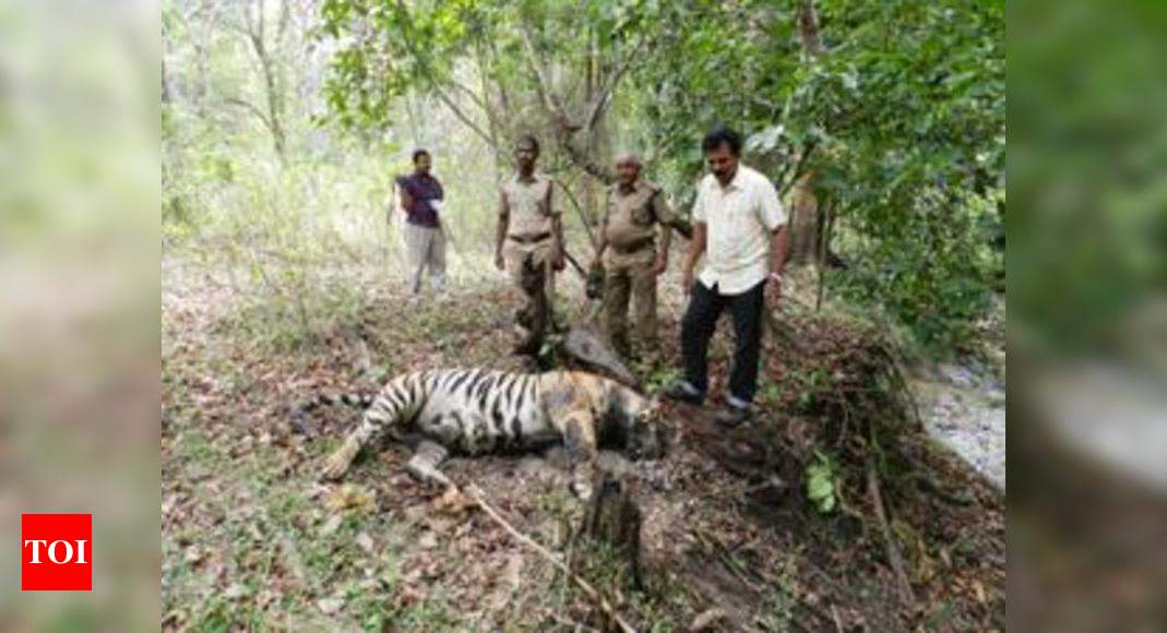 Tigress Found Dead In Ranthambhore India News Times Of India