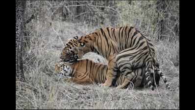 Tigress wards off big males from 1-year-old cubs by mating with them
