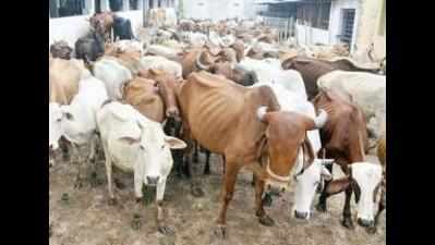 Cow protection group leader shot at by cattle smugglers