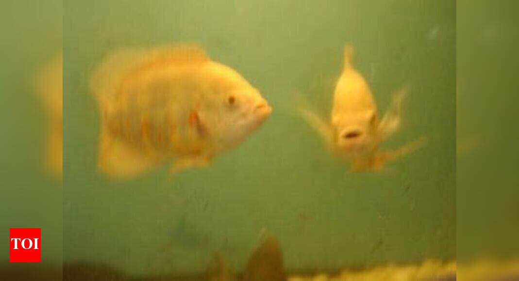 Govt set up ornamental fish culture training centre Times of India
